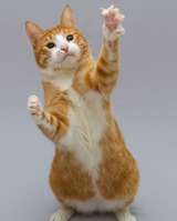 Кот Гарик ищет доброе сердце