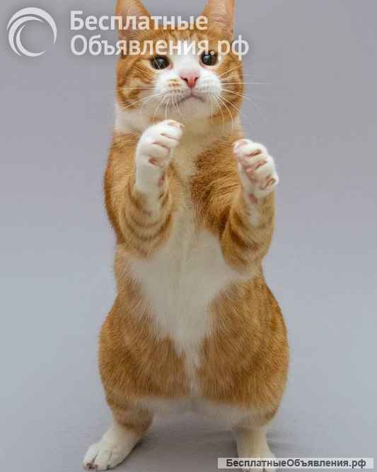 Кот Гарик ищет доброе сердце