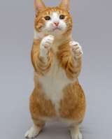 Кот Гарик ищет доброе сердце