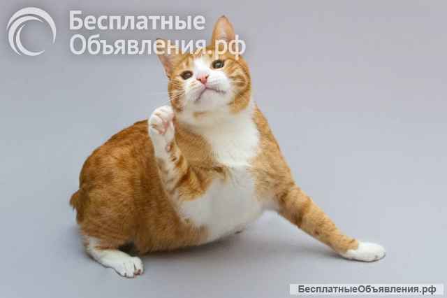 Кот Гарик ищет доброе сердце