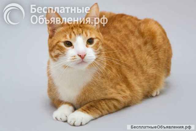 Кот Гарик ищет доброе сердце