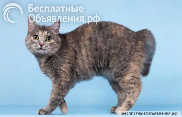 Кошечка Руна ищет доброе сердце