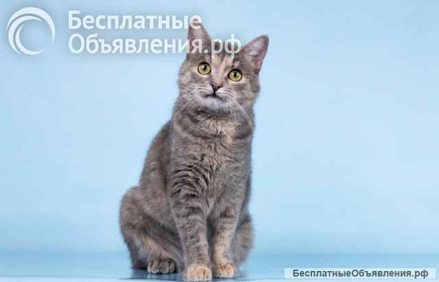 Кошечка Руна ищет доброе сердце