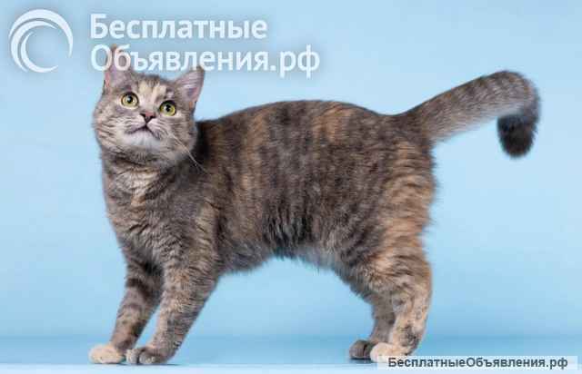 Кошечка Руна ищет доброе сердце