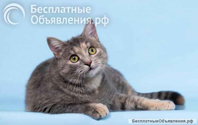 Кошечка Руна ищет доброе сердце