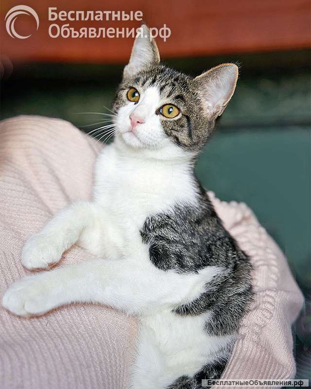 Трогательный, нежный котенок-подросток Месси ищет дом