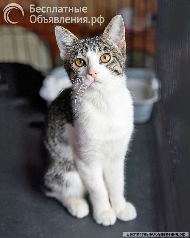 Трогательный, нежный котенок-подросток Месси ищет дом