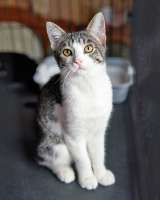 Трогательный, нежный котенок-подросток Месси ищет дом