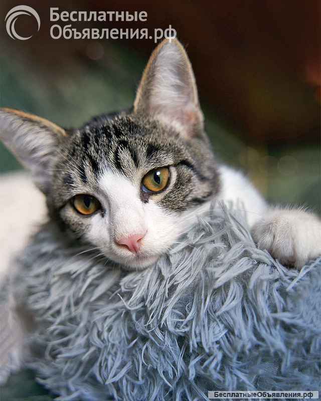 Трогательный, нежный котенок-подросток Месси ищет дом