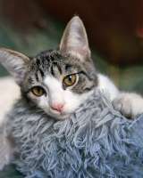 Трогательный, нежный котенок-подросток Месси ищет дом