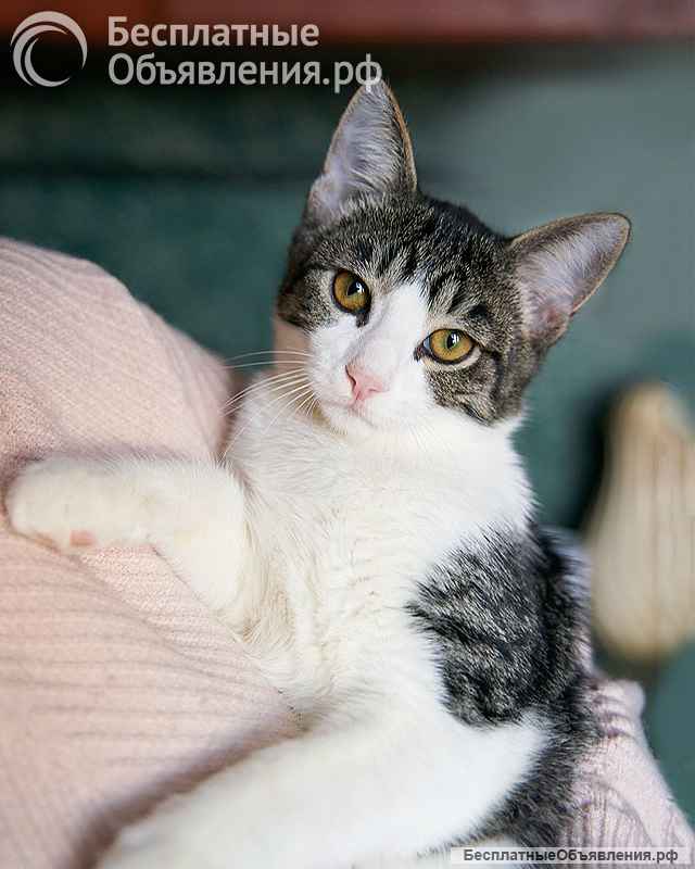 Трогательный, нежный котенок-подросток Месси ищет дом