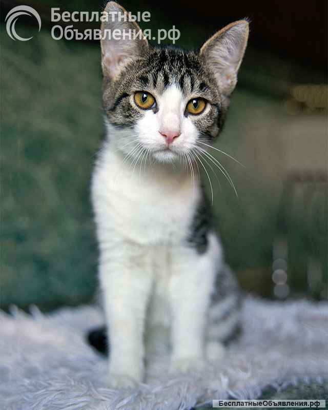 Трогательный, нежный котенок-подросток Месси ищет дом