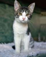 Трогательный, нежный котенок-подросток Месси ищет дом