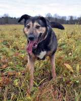 Бара собака, которая слишком долго ждёт своего человека