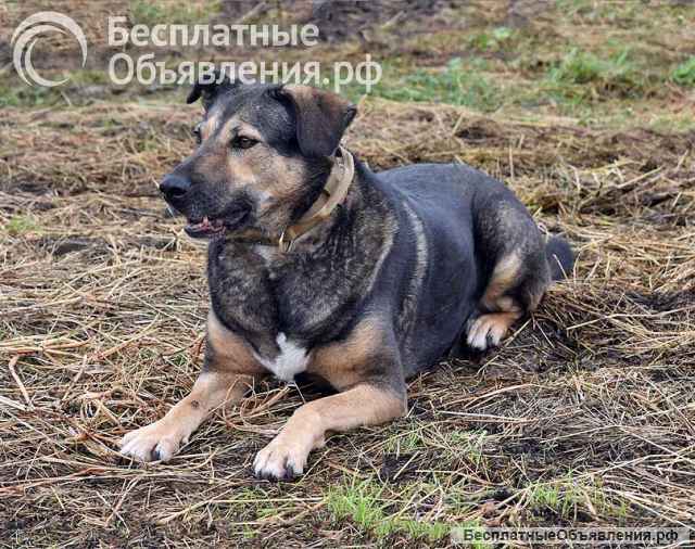 Бара собака, которая слишком долго ждёт своего человека