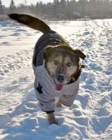 Бара собака, которая слишком долго ждёт своего человека