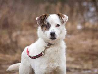 Миниатюрная диванная собачка Дафи ищет дом