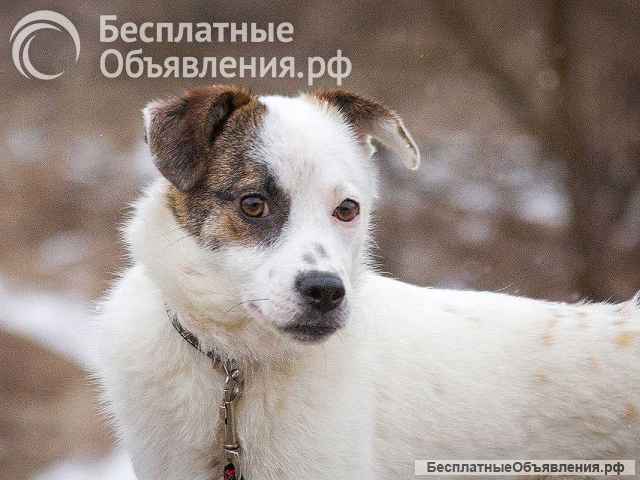 Миниатюрная диванная собачка Дафи ищет дом