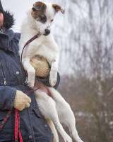 Миниатюрная диванная собачка Дафи ищет дом