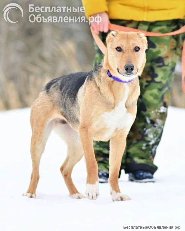 Добрая, ласковая, жизнерадостная собака Ласка ищет дом