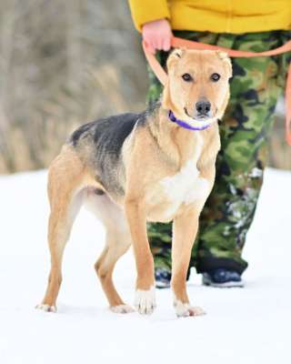 Добрая, ласковая, жизнерадостная собака Ласка ищет дом