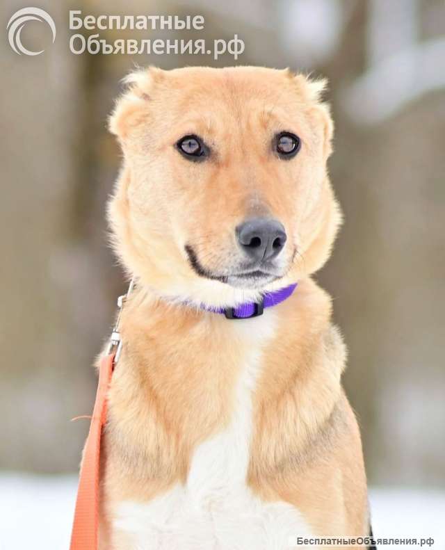 Добрая, ласковая, жизнерадостная собака Ласка ищет дом