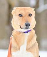 Добрая, ласковая, жизнерадостная собака Ласка ищет дом