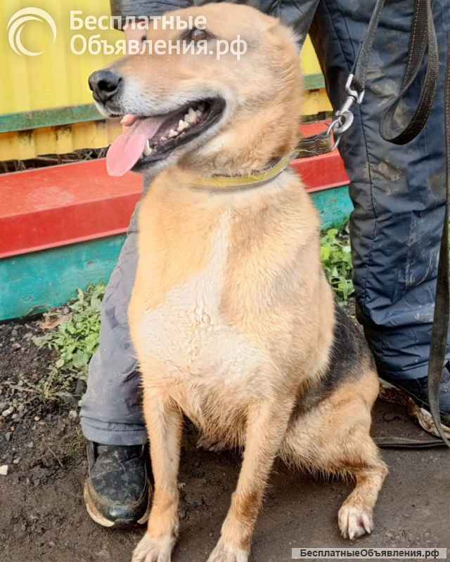 Добрая, ласковая, жизнерадостная собака Ласка ищет дом