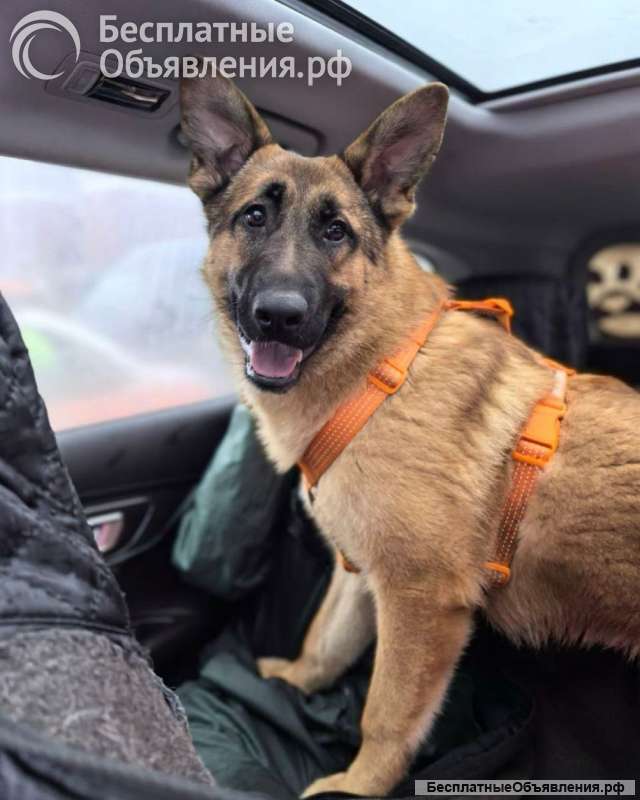 Микки ищет дом