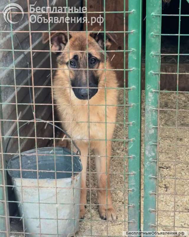 Микки ищет дом