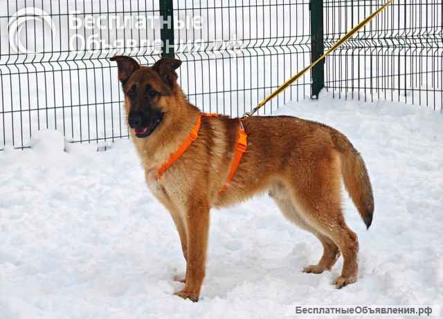 Микки ищет дом