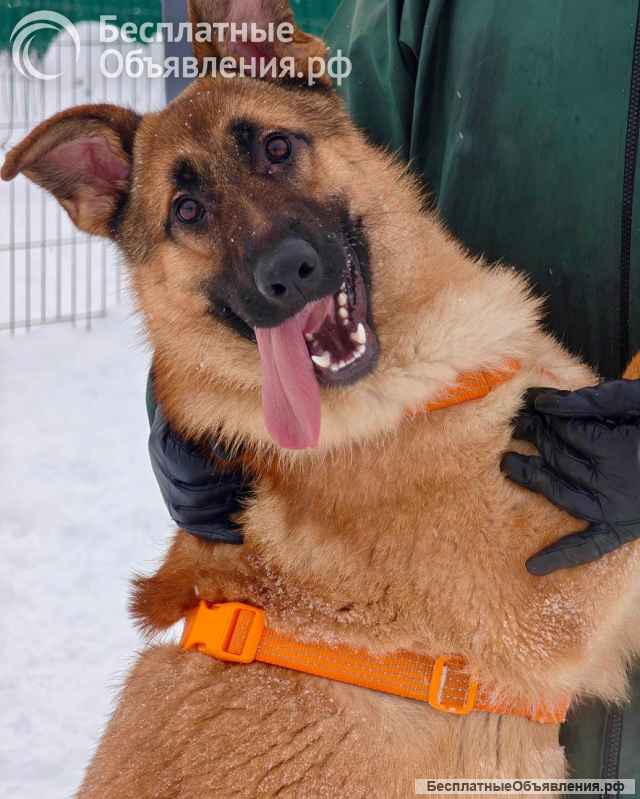 Микки ищет дом