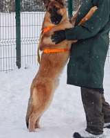 Микки ищет дом