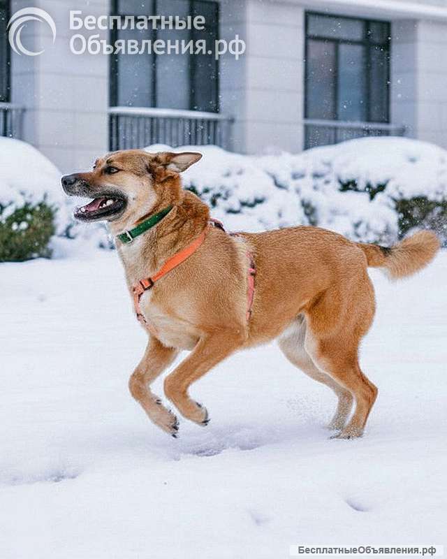 Солнечный пес-компаньон Джек ищет дом