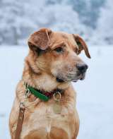 Солнечный пес-компаньон Джек ищет дом