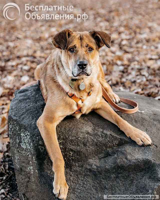 Солнечный пес-компаньон Джек ищет дом