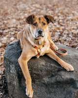 Солнечный пес-компаньон Джек ищет дом