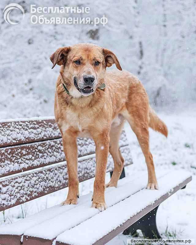 Солнечный пес-компаньон Джек ищет дом