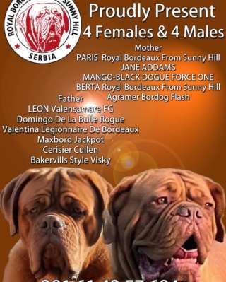 Щенки бордоского дога