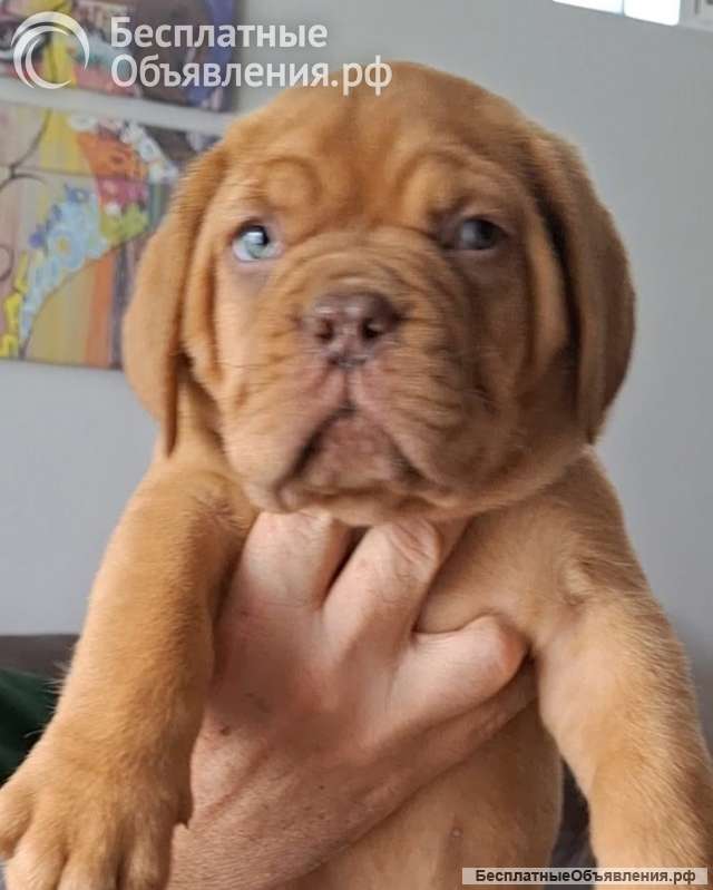 Щенки бордоского дога