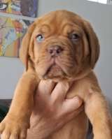 Щенки бордоского дога