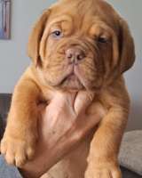 Щенки бордоского дога