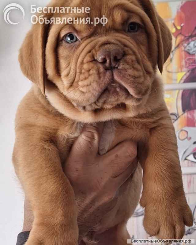 Щенки бордоского дога