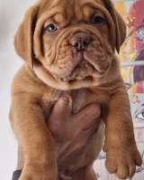 Щенки бордоского дога