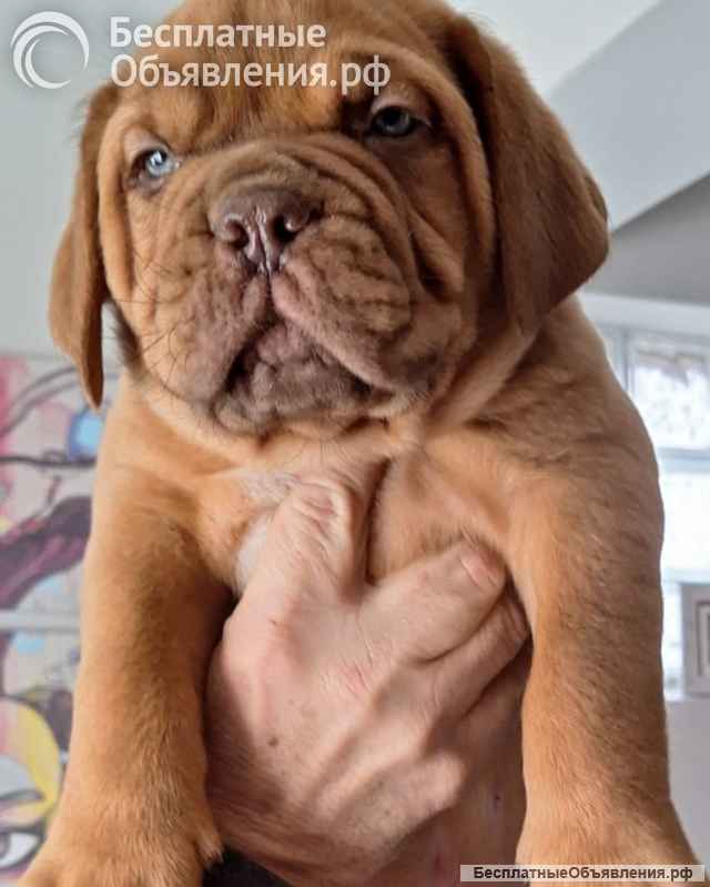 Щенки бордоского дога