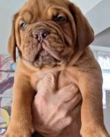 Щенки бордоского дога