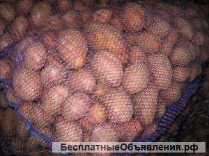 Картофель оптом от производителя