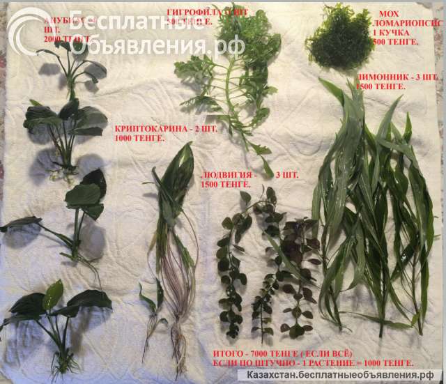 Аквариумные растения