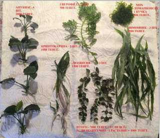 Аквариумные растения