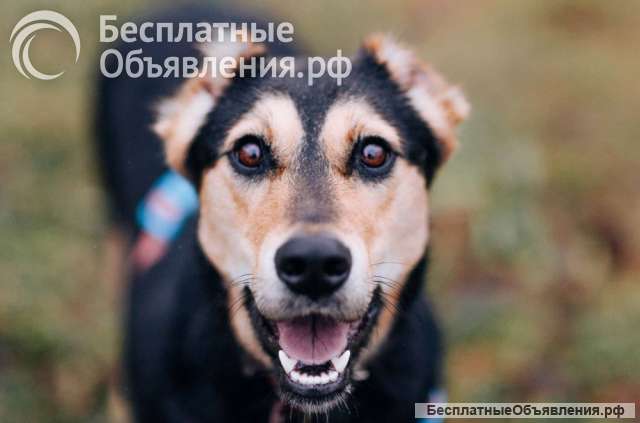 Очаровательная Молли ищет дом